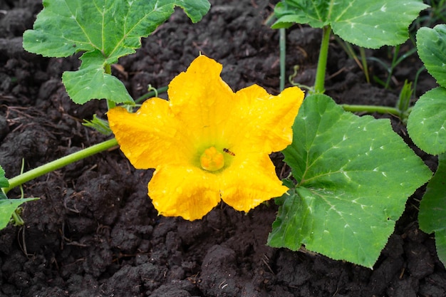 Un fiore giallo su un cespuglio di zucca è impollinato dagli insetti Coltivazione di ortaggi in giardino