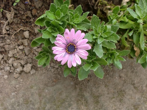 un fiore in giardino