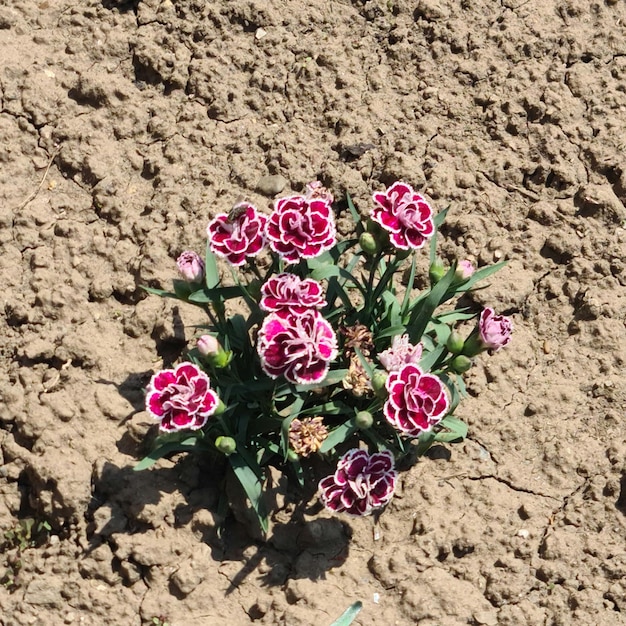 Un fiore in un campo con sopra la parola lavanda