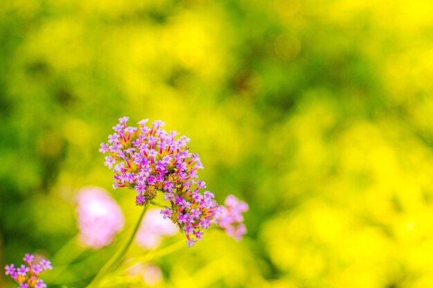 Un fiore in un campo di fiori gialli