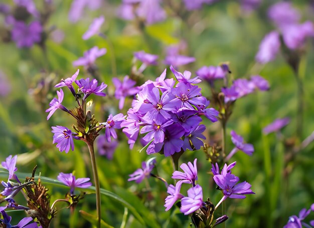 Un fiore in un campo di fiori viola