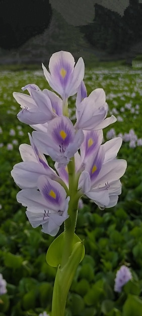 Un fiore in un campo