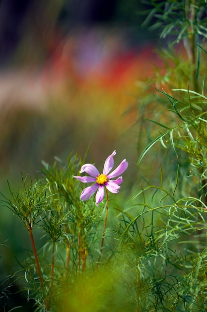 Un fiore in un giardino con uno sfondo rosso