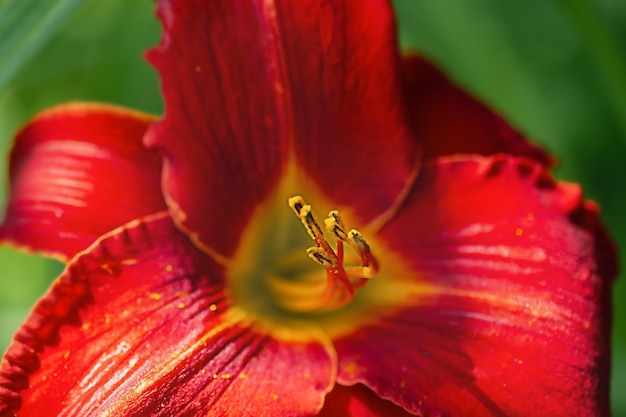 Un fiore in un giorno di sole Fotografia macro di giglio rosso