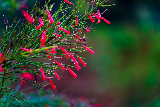 Un fiore in uno sfondo di natura naturale che sboccia nel riflesso della luce naturale