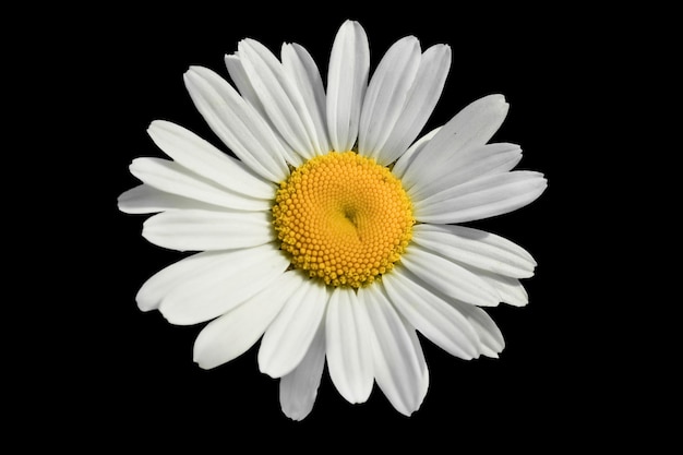 Un fiore margherita bianco isolato su sfondo nero Vista dall'alto piatta