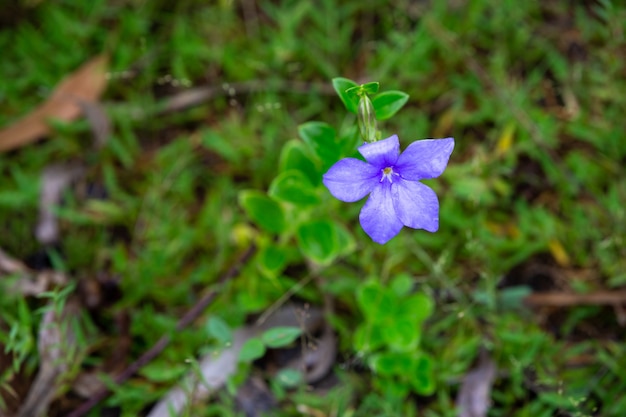 Un fiore nativo viola dell'isola del Madagascar