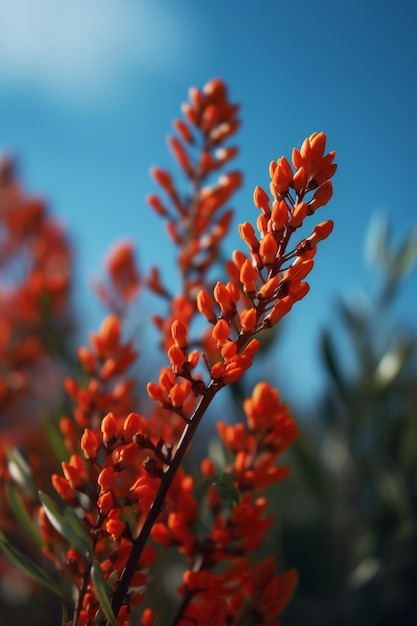 Un fiore nel cielo