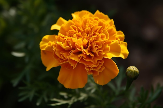 Un fiore nel giardino di una casa nelle montagne di New York.