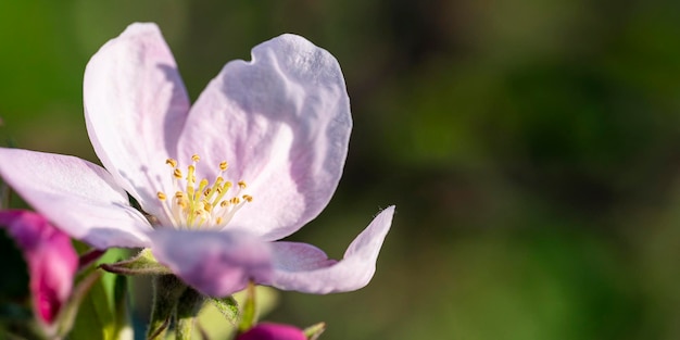 Un fiore nell'erba