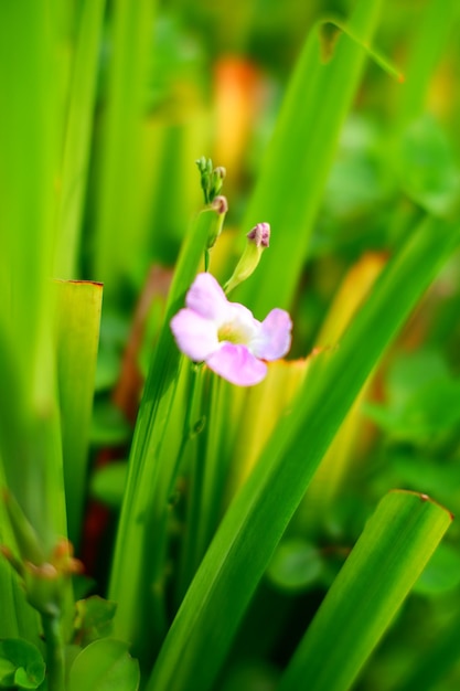 Un fiore nell'erba