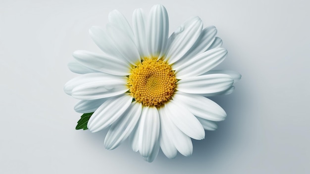 Un fiore nella vista dall'alto centrale