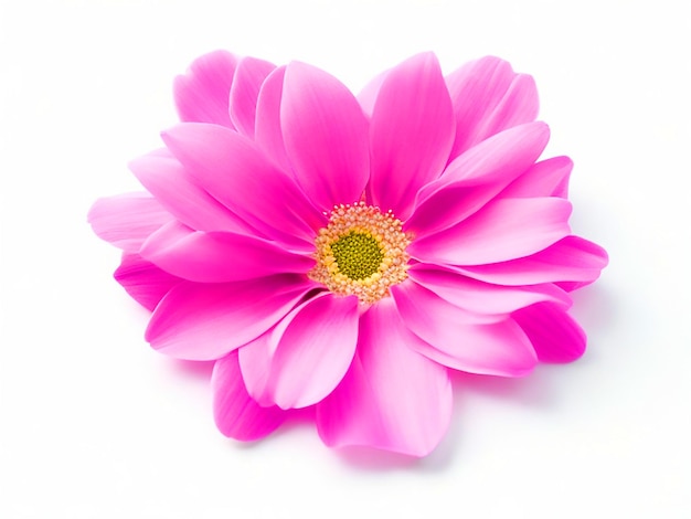 Un fiore rosa a forma di cuore di colore bianco sullo sfondo