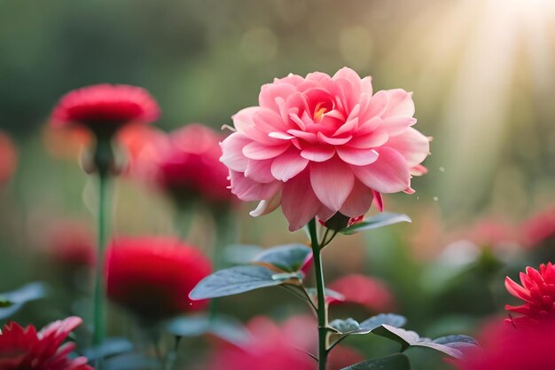 Un fiore rosa al sole