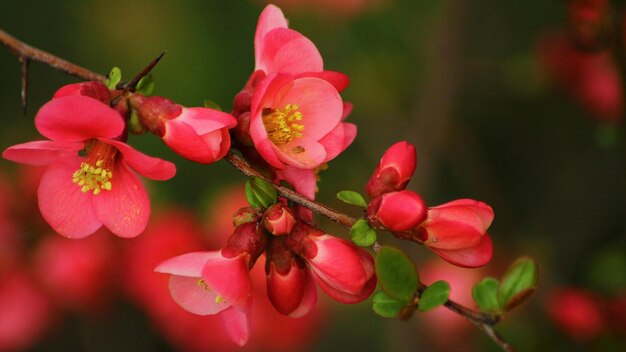 un fiore rosa con centro giallo e un centro giallo