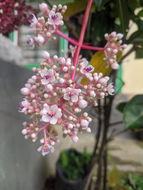 Un fiore rosa con fiori viola e bianchi