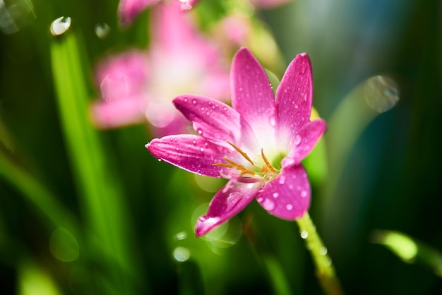 Un fiore rosa con gocce d'acqua su di esso