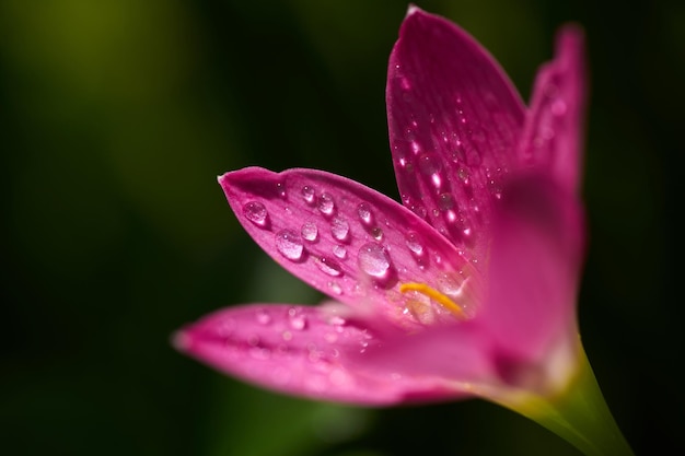 Un fiore rosa con gocce d'acqua su di esso