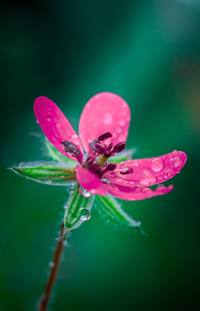 Un fiore rosa con gocce d'acqua