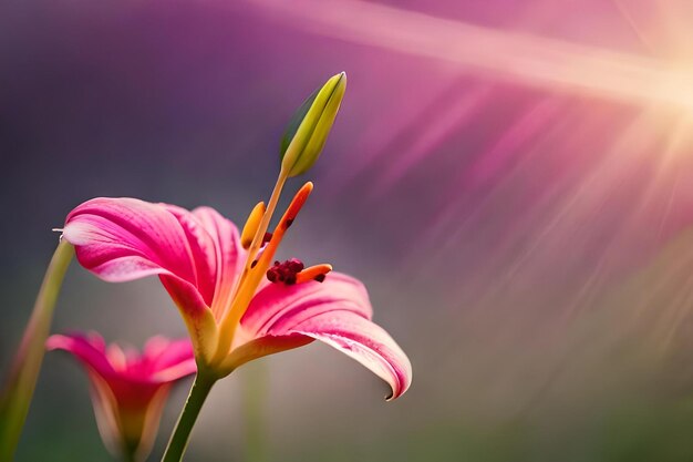 Un fiore rosa con il sole che splende attraverso di esso