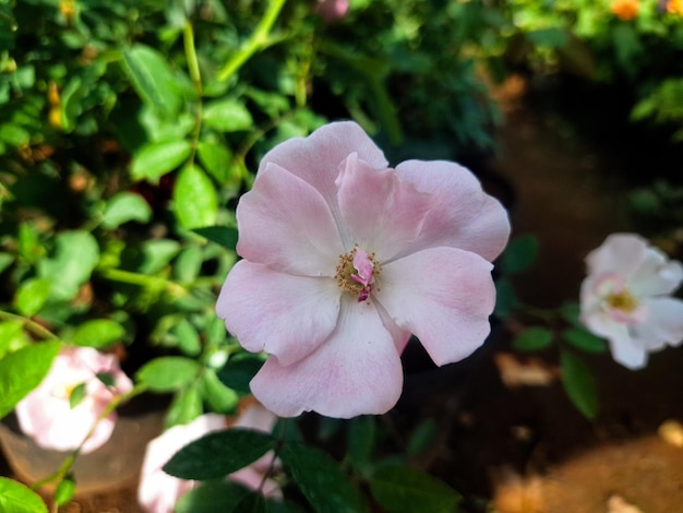 un fiore rosa con la parola "h" sopra.