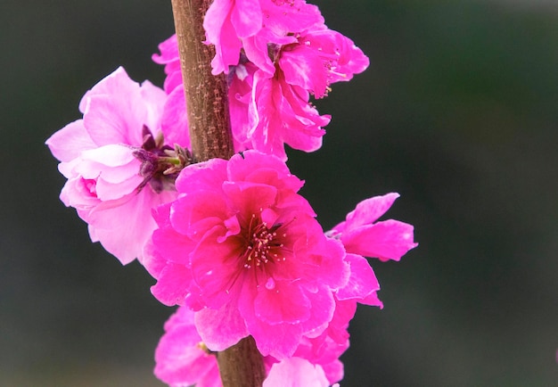 Un fiore rosa con la scritta "sopra".