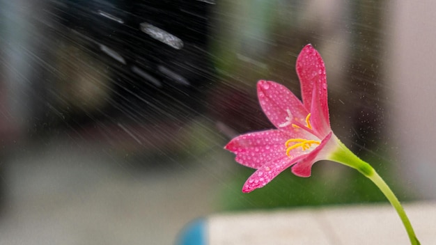 un fiore rosa con lettere gialle che dicono su di esso