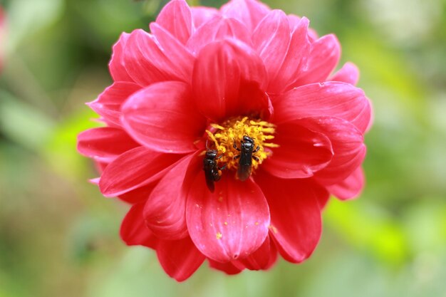 Un fiore rosa con sopra due insetti neri.