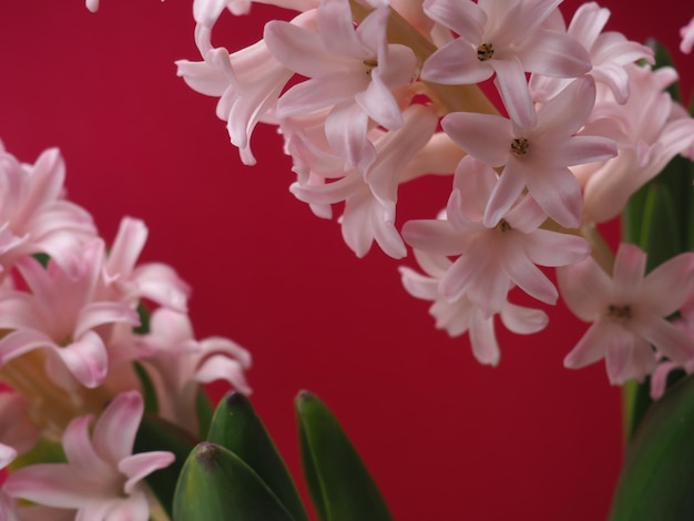 Un fiore rosa con sopra la parola giacinto