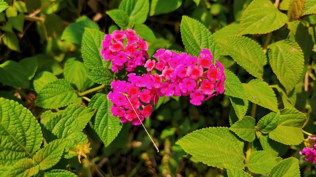 Un fiore rosa con sopra la parola hydrangea