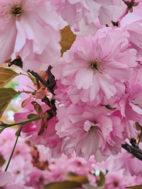 Un fiore rosa con un centro bianco