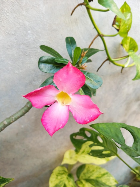 Un fiore rosa con un centro giallo è su un ramo.