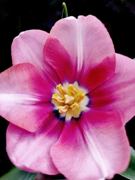 Un fiore rosa con un centro giallo e un centro blu