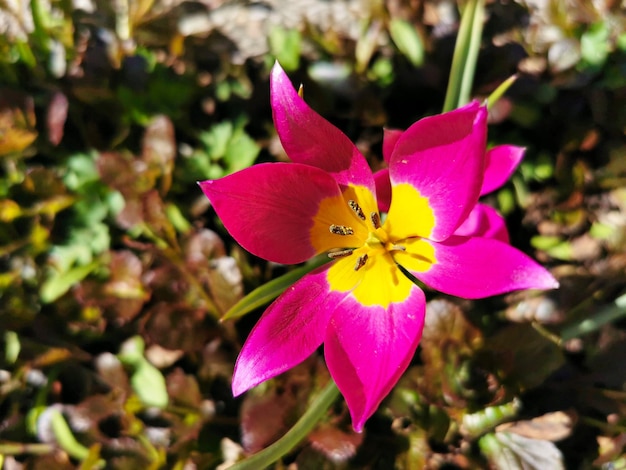 Un fiore rosa con un centro giallo