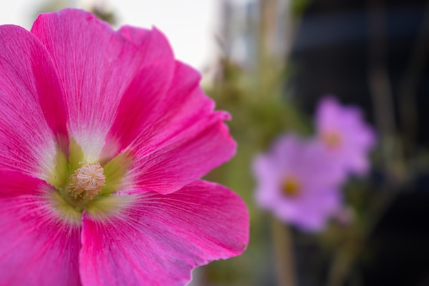 Un fiore rosa con un centro giallo