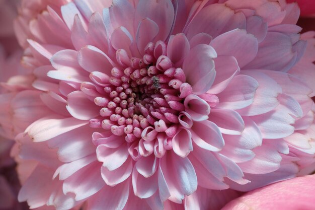 Un fiore rosa con un centro rosa