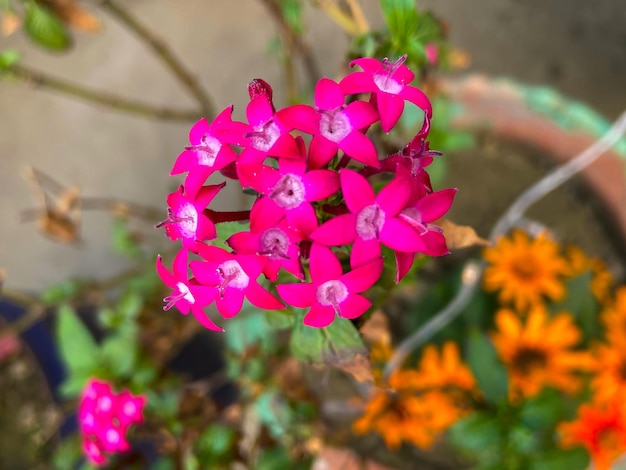 Un fiore rosa con un fiore giallo sullo sfondo