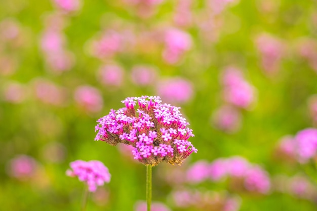 Un fiore rosa con uno sfondo verde