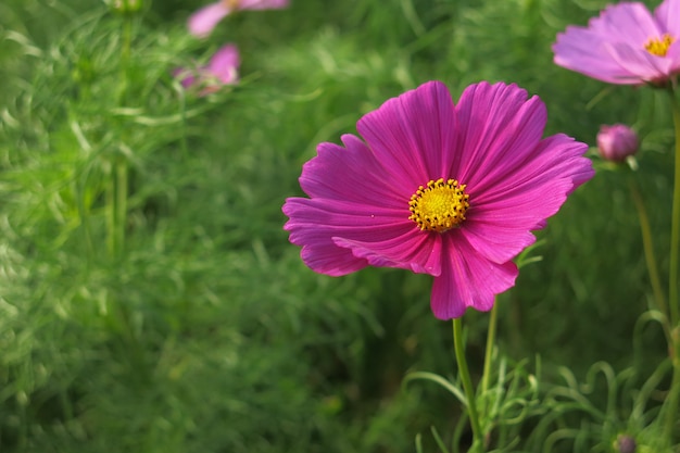 Un fiore rosa dell'universo in piena fioritura e le sue foglie verdi nel giardino