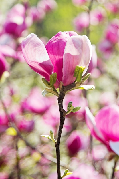 Un fiore rosa di albero di magnolia in primavera