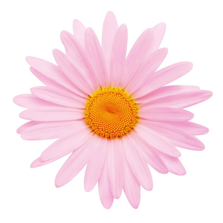 Un fiore rosa di margherita isolato su uno sfondo bianco Vista superiore piatta dell'oggetto a disegno floreale