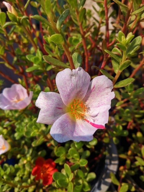 Un fiore rosa e bianco con un centro giallo è circondato da foglie verdi.