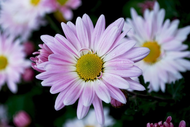 Un fiore rosa e bianco con un centro giallo è in un giardino.