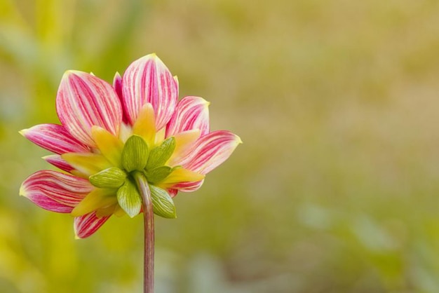 un fiore rosa e bianco con una cima a strisce gialle e bianche.