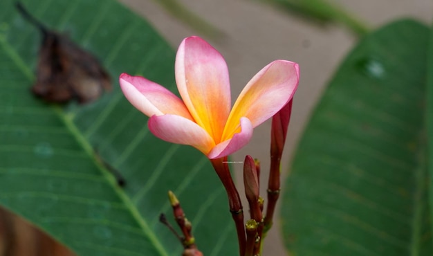 Un fiore rosa e giallo con sopra la parola frangipani