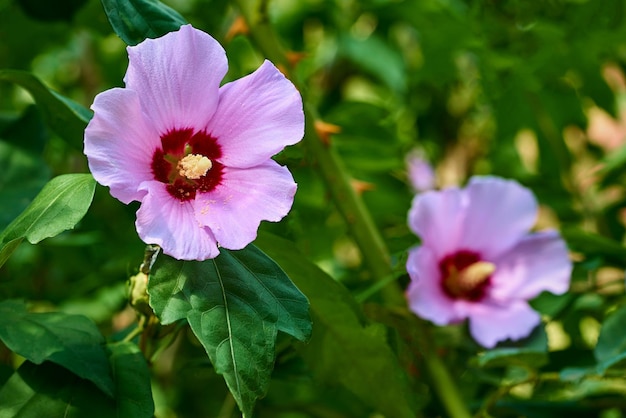 Un fiore rosa in primo piano a fuoco