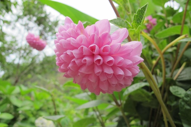 Un fiore rosa in un giardino con sopra la parola "selvaggio".