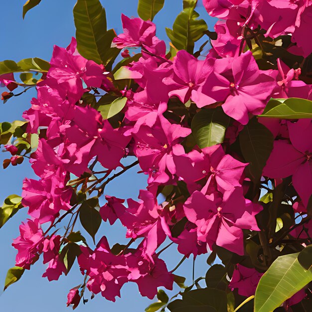 un fiore rosa sta fiorendo nel cielo