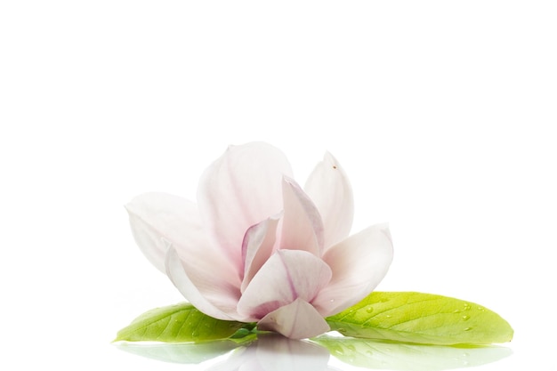 Un fiore rosa su un ramo di magnolia in fiore primo piano isolato su sfondo bianco