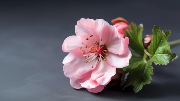 Un fiore rosa su uno sfondo scuro